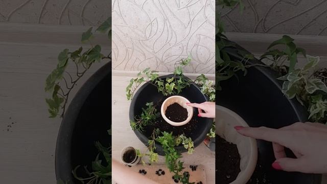 Формируем красивый куст из Плюща. Посадка плюща. смотреть онлайн