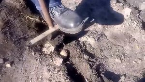 Ручная самодельная чудо-сажалка для картофеля.