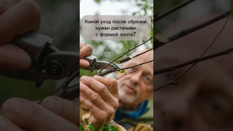 Уход за растениями с формой зонта после обрезки.