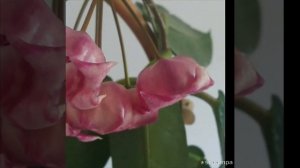 Hoya Archboldiana pink