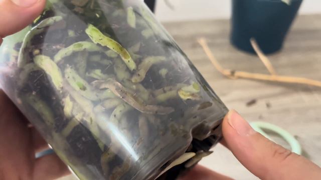 Köklere bunu döktüm! Aniden orkide birçok çiçek dalı açti ve saglikli kökler çıkardı