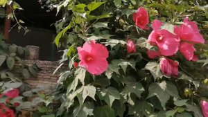 Прекрасные цветы Краснодарский край, станица Раевская июль 2021 год