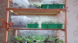 Организация Выращивания Деток Фиалки/ Теплички С Листиками