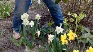 Морозник восточный Helleborus, Безвременник Colchicum, отличие.# морозник# безвременник