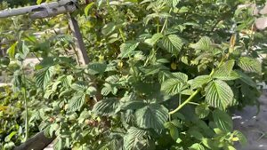 Малина , Малиновая гряда моя любимица .