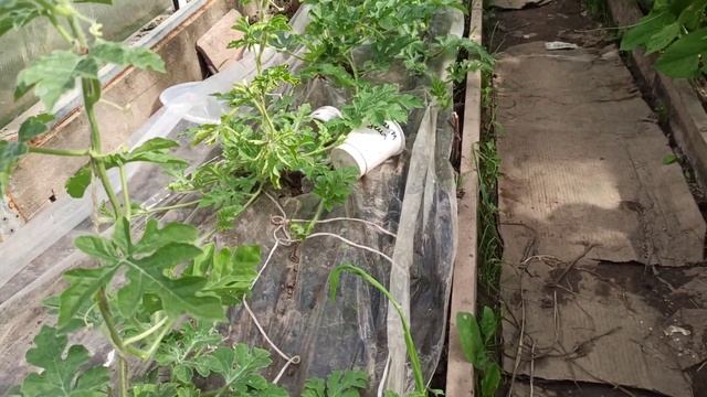 Сага об арбузах на тепличной бахче! Моя ошибка. Но арбузы всë равно растут. смотреть онлайн