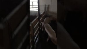 Кормление свине и продолжение о строительстве, Советы