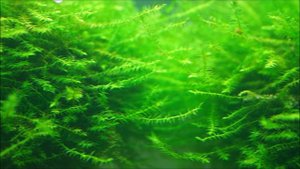 #Аквариум_30L c неприхотливыми растениями, неприхотливыми рыбками и креветками.