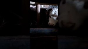 отзыв нашего покупателя на добавку Аль Карал для КРС