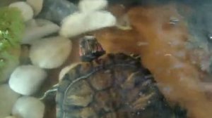 красноухие черепашки