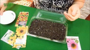 ВЫРАЩИВАНИЕ РУДБЕКИИ НА РАССАДУ. СОВЕТЫ от ЗЕЛЕНОГО ОГОРОДА!