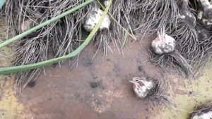 Когда убирать чеснок покажет стрелка