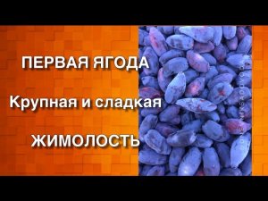 Обрезка жимолости для большого урожая. Крупная сладкая ягода. Сорта. Инструменты. Дневник садовода