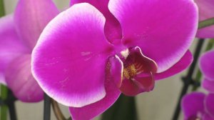 ЧТО СДЕЛАТЬ С ОРХИДЕЕЙ СРАЗУ ПОСЛЕ ПОКУПКИ ??? ПЕРЕСАЖИВАТЬ ИЛИ НЕТ ??? Мой ОПЫТ.