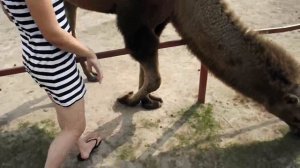 Царство верблюдов в Великих Болгарах