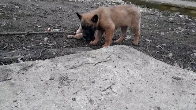 Какая собака Круче Амстафф или Малинуа ??? Время Озеленять двор, знакомство со щенками малинуа. смотреть онлайн