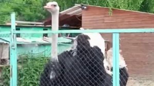 Страусы африканские - мини ферма Страус