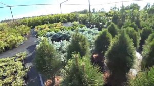 Питомник растений ФЛОРИНИ. Крупномеры ели, кустарники, сосны, туи