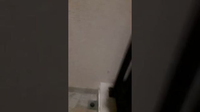 Мы рассказываем природу в стране Арабские Эмираты смотреть онлайн