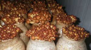 Mycopia - Forest Nameko time-lapse