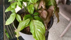 A New Indoor Plant - Pink Syngonium Podophyllum - Gardening in Mangalore