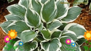 Хоста гибридная Минитмен. Краткий обзор, описание характеристик, где купить саженцы hosta Minuteman