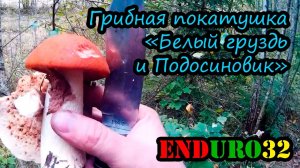 Едем собирать грибы. Белый груздь, Подосиновик | Gathering mushrooms. Beliy gruzd