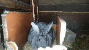 Кролики советская шиншилла у меня в хозяйстве. 03.02.2018.