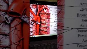 Строение аорты. Анатомия