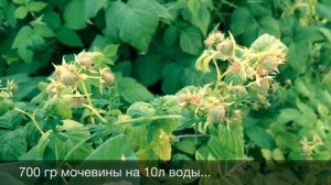 Спасаем малину поражённую пурпуровой пятнистостью (дидимелла).