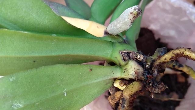 ОПУСТИ орхидеи В ЭТО! корни ЯВЯТСЯ! листья ОКРЕПНУТ! борная кислота ВОСКРЕСИТ орхидеи! ПРОСТОЙ поли смотреть онлайн