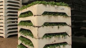 Белая Дача.  Выращивание цветов - Catalogmaster