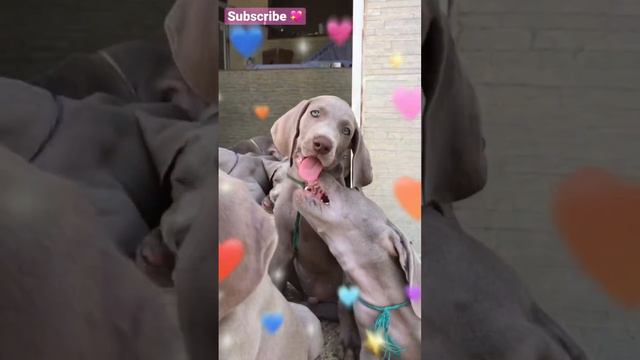 Cute puppies Weimaraner🐶😍 смотреть онлайн