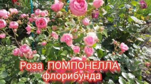 РОЗА ПОМПОНЕЛЛА ФЛОРИБУНДА. САМАЯ КРАСИВАЯ И ОБИЛЬНОЦВЕТУЩАЯ ЖИТЕЛЬНИЦА МОЕГО САДА.