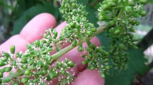 ?? ЦВЕТЕНИЕ ВИНОГРАДА. ТИПЫ ЦВЕТКА, ОПЫЛЕНИЕ, Обоеполый цветок и функционально женский цветок.