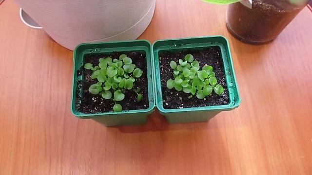 Эустома,лобелия,табак душистый. смотреть онлайн