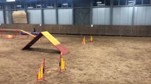 Соревнования по аджилити, Екатеринбург (20.07.2019г)