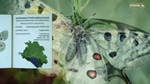 «Красная книга Кубани». Алланкастрия кавказская