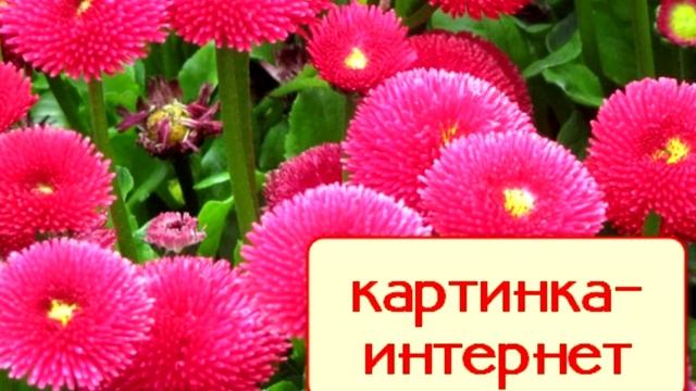 МАРГАРИТКА/В ПЕРЕВОДЕ - ЖЕМЧУЖИНА смотреть онлайн