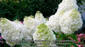 Гортензия Грандифлора метельчатая — описание, посадка и уход