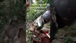 что будет если  разрушить гнездо диких шершней