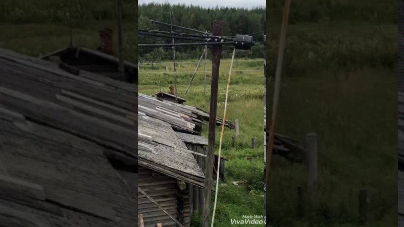 Медведь в Шиляево