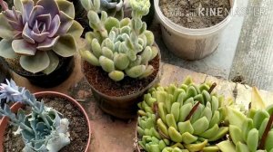 Редкие кадры!!! Цветение эхеверии  сетоза  (щетинистой)!