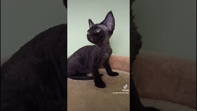 4 февраля 2021 г.(1) смотреть онлайн