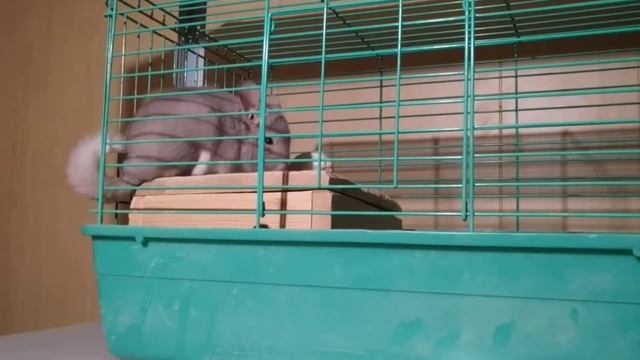 болезни шиншилл. где может образоваться грибковые заболевание у шиншиллы смотреть онлайн