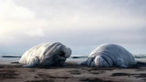 Ленивые морские слоны