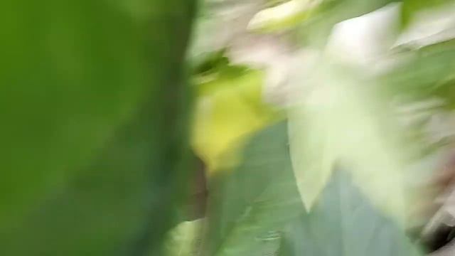 Теплица с перцами Обзор сортов Пою для Вас! смотреть онлайн