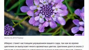 Клумба на песке:  5 цветов для песчаных почв.