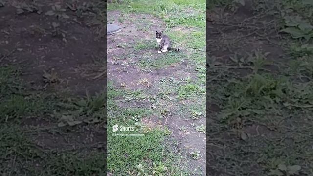 #смешныекоты #безкотаижизньнета #кошка#@велюровыеплюшики#приколы#смех#юмор