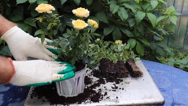 Как выращивать розу Кордана дома и в открытом грунте?